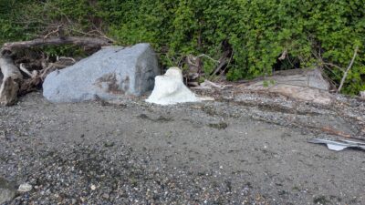 a rock on the ground (MyCoast AI)