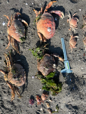 a shovel in the dirt (MyCoast AI)