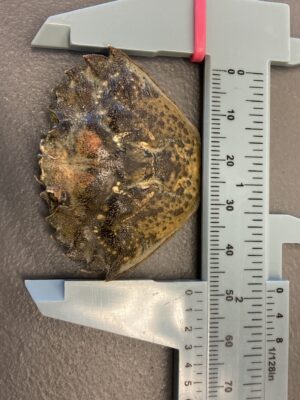 a pile of dirt on a table (MyCoast AI)