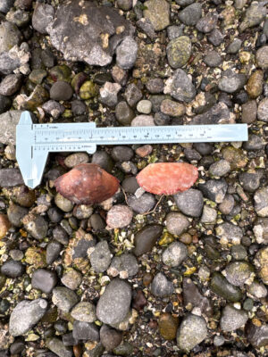 a ruler next to a pile of rocks (MyCoast AI)