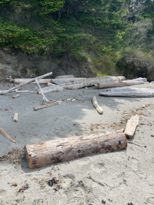 a group of logs on a beach (MyCoast AI)