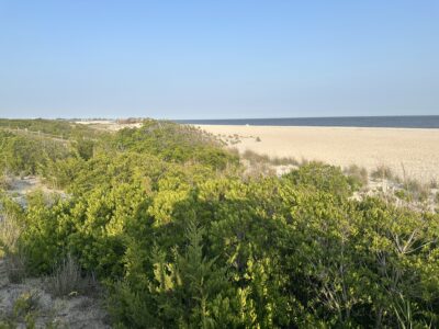 a landscape with trees and bushes (MyCoast AI)