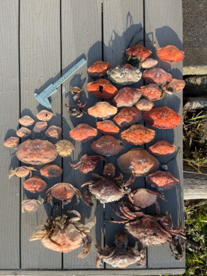 a group of mushrooms (MyCoast AI)