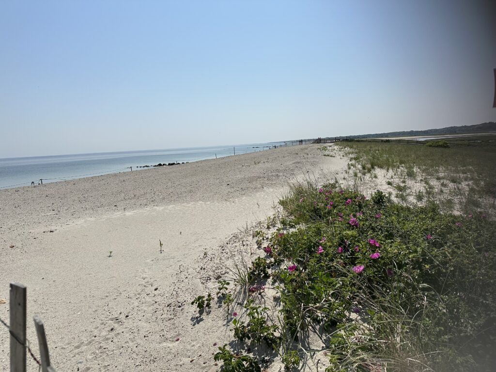 a beach with flowers and plants (MyCoast AI)