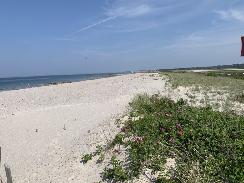 a beach with flowers and grass (MyCoast AI)