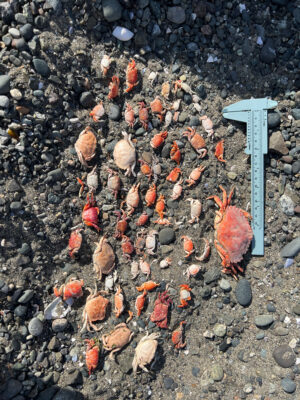 a group of sea shells on a rocky beach (MyCoast AI)