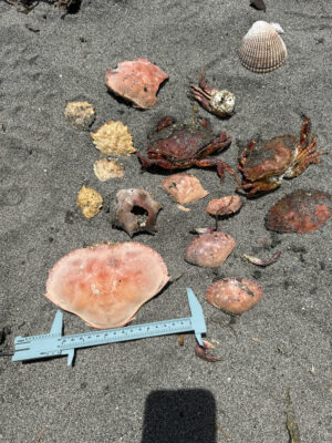 a group of seashells on the ground (MyCoast AI)