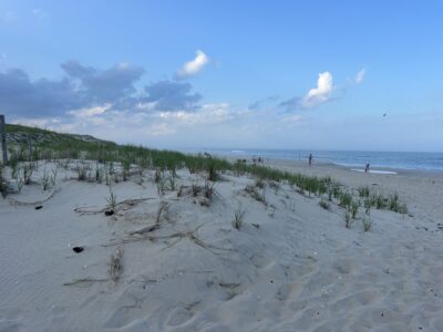 a beach with trees and bushes (MyCoast AI)