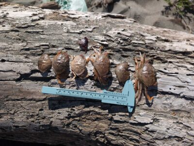 a group of birds on a sign (MyCoast AI)