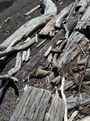 a pile of cut down trees (MyCoast AI)