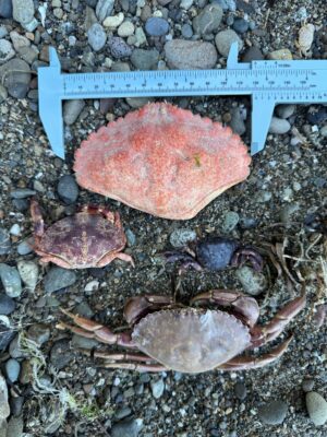 a group of crabs on a rocky surface (MyCoast AI)