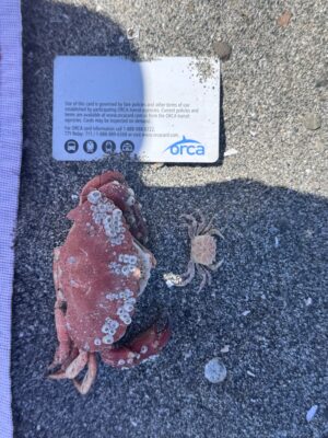 a piece of meat on a table (MyCoast AI)