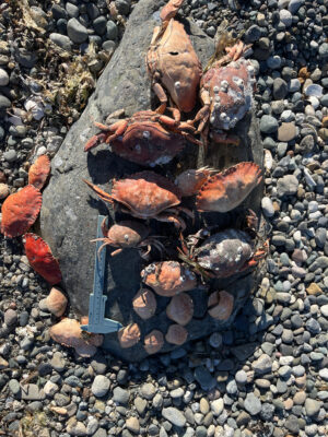 a pile of rocks (MyCoast AI)