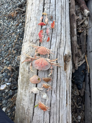 a tree trunk with many mushrooms growing on it (MyCoast AI)