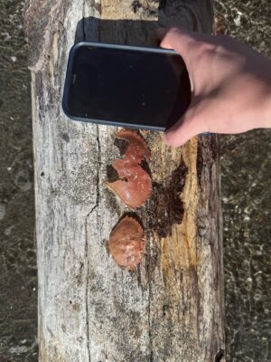 a hand holding a phone (MyCoast AI)