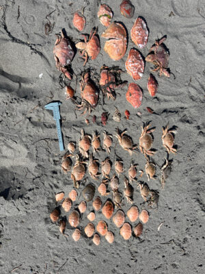 a group of bees on the ground (MyCoast AI)