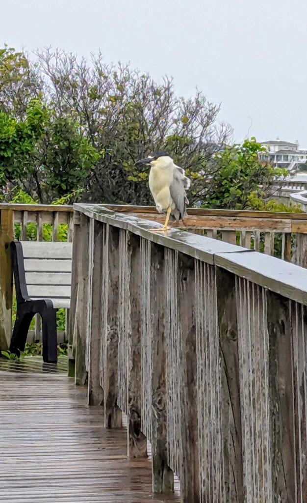 a bird on a fence (MyCoast AI)