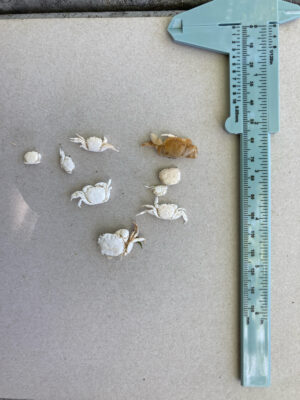 a ruler next to a group of bones on a carpet (MyCoast AI)
