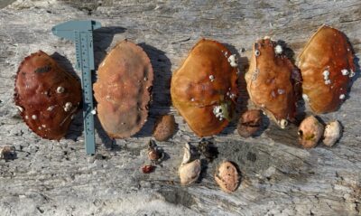 a group of brown mushrooms (MyCoast AI)