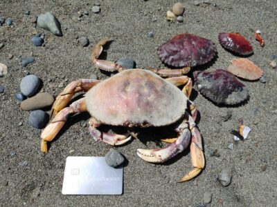 a crab on the sand (MyCoast AI)