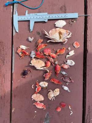 a wood surface with objects on it (MyCoast AI)