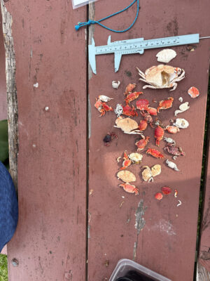 a pile of leaves on a wood surface (MyCoast AI)