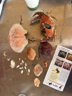 a group of brown objects on a wooden surface (MyCoast AI)