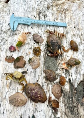 a group of rocks and a blue object on a wood surface (MyCoast AI)
