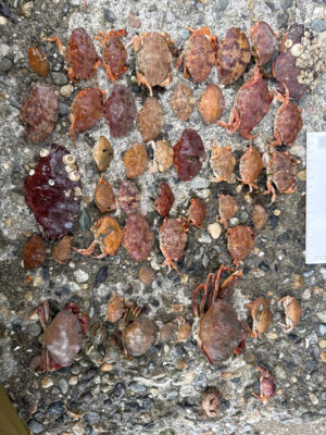 a group of brown mushrooms (MyCoast AI)