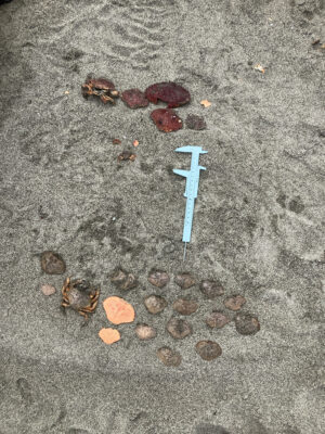 a blue pen on a concrete surface (MyCoast AI)