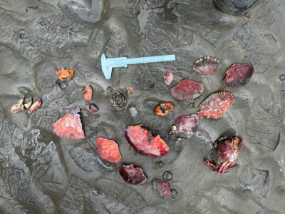 a group of red and white crystals (MyCoast AI)