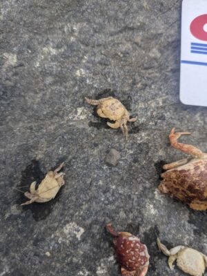 a frog on the ground (MyCoast AI)