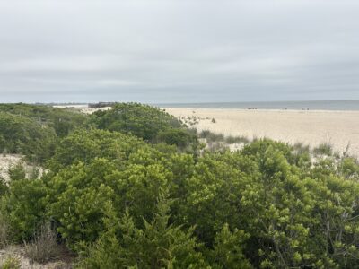 a landscape with trees and a body of water in the background (MyCoast AI)