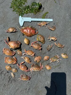 a group of sea shells on the ground (MyCoast AI)