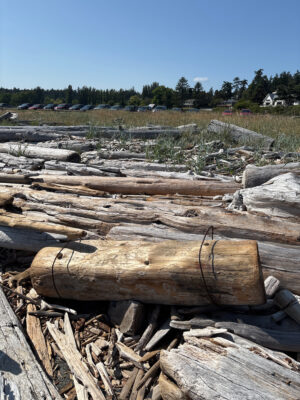 a pile of cut wood (MyCoast AI)