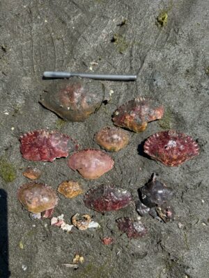 a group of snails on a concrete surface (MyCoast AI)