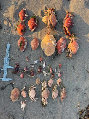 a group of chickens on the ground (MyCoast AI)