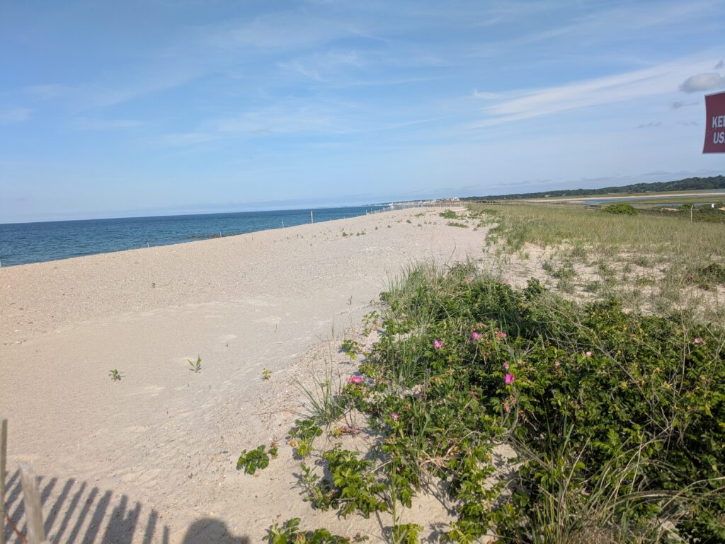 a sandy beach with plants and water (MyCoast AI)