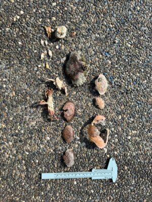 a group of small rocks (MyCoast AI)