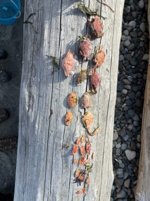 a tree stump with leaves and rocks (MyCoast AI)