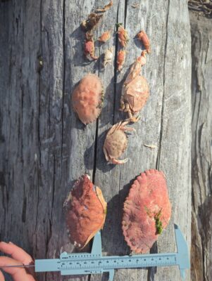 a group of chickens on a wood wall (MyCoast AI)