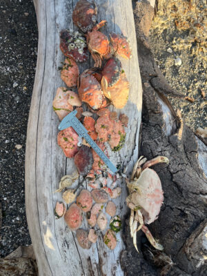 a tree trunk full of mushrooms (MyCoast AI)