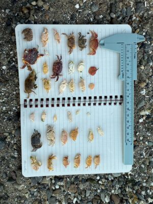 a sheet of music with butterflies on it (MyCoast AI)