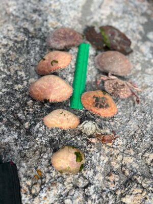 a green and brown vegetable on a rock (MyCoast AI)