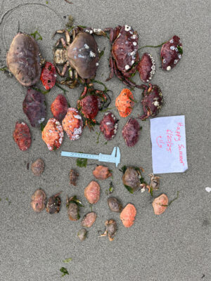 a pile of dried fruit (MyCoast AI)