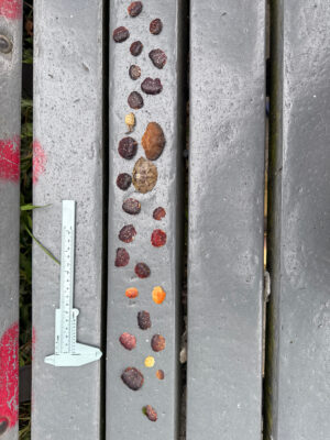 a group of brown and white objects (MyCoast AI)