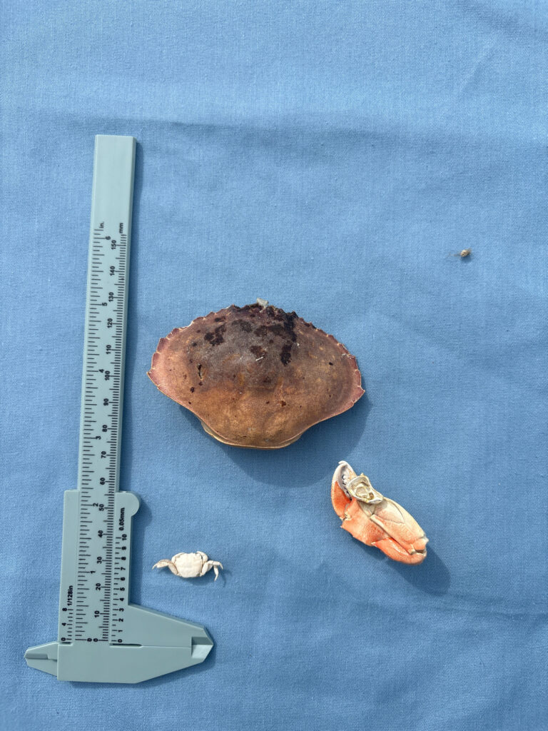 a ruler next to a pile of bones (MyCoast AI)