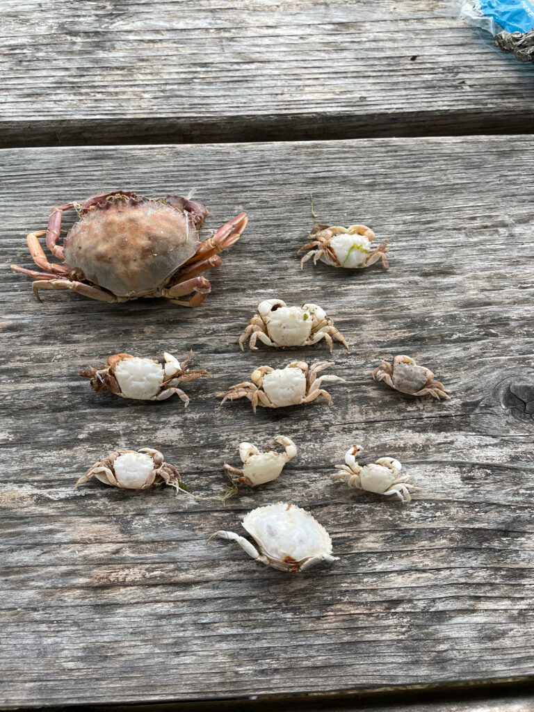 a group of birds on a wood deck (MyCoast AI)