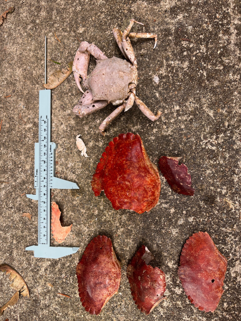 a group of raw meat on a counter (MyCoast AI)