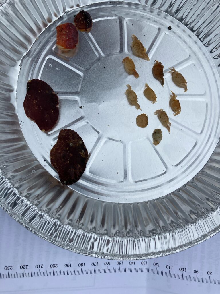 a cake with chocolate and nuts (MyCoast AI)